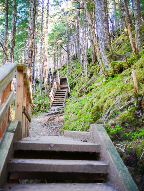 Stairs along our Alaska cruise excursion, the Mendenhall Glacier Trail Hike.